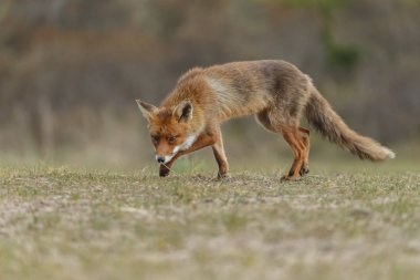 kızıl tilki doğada 
