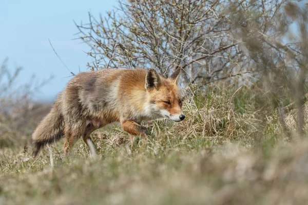 Rode vos in de natuur — Stockfoto