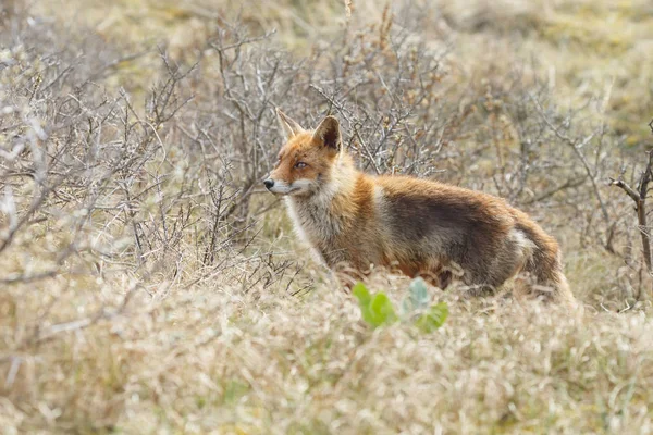 自然界の赤狐 — ストック写真