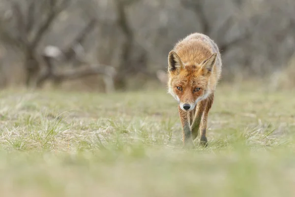 Red Fox in nature — Stock Photo, Image