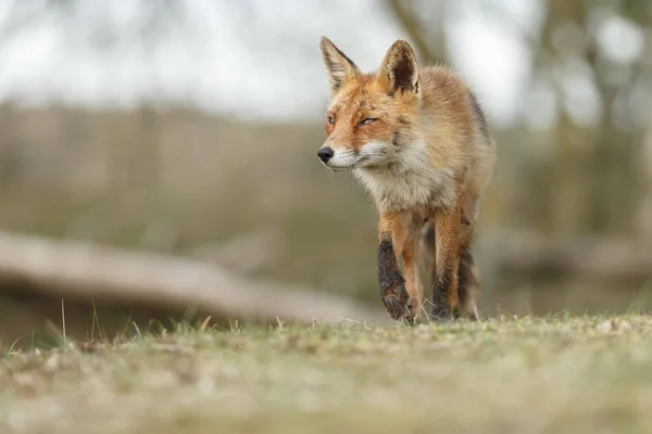 Fox en día soleado —  Fotos de Stock