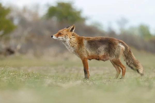 Red fox in bos — Stockfoto