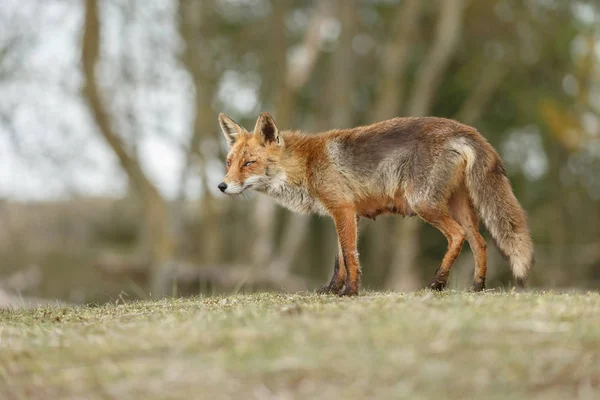 Foto de close-up de Fox na floresta — Fotografia de Stock