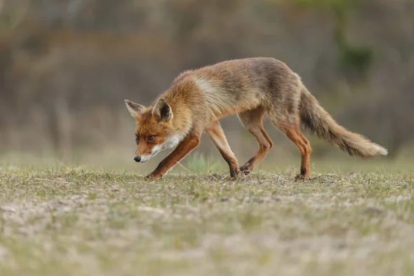 Portret dziki red fox — Zdjęcie stockowe