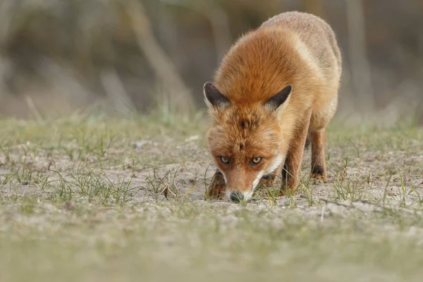 Red Fox in nature — Stock Photo, Image