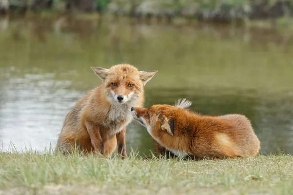 两个红狐狸 — 图库照片