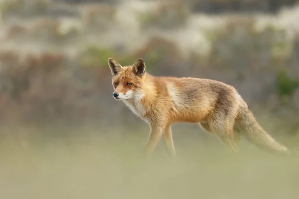 Foto de raposa selvagem ao ar livre — Fotografia de Stock