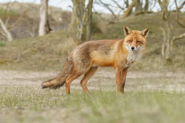 Nahaufnahme von Fuchs im Wald — Stockfoto