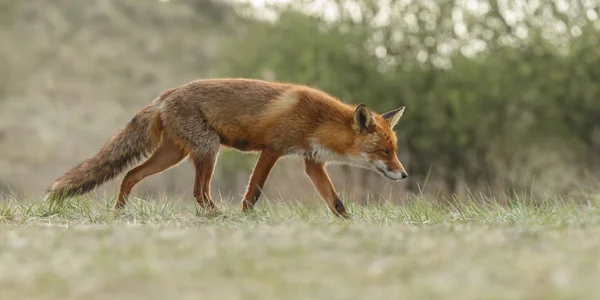 Foto Fox di hutan. — Stok Foto