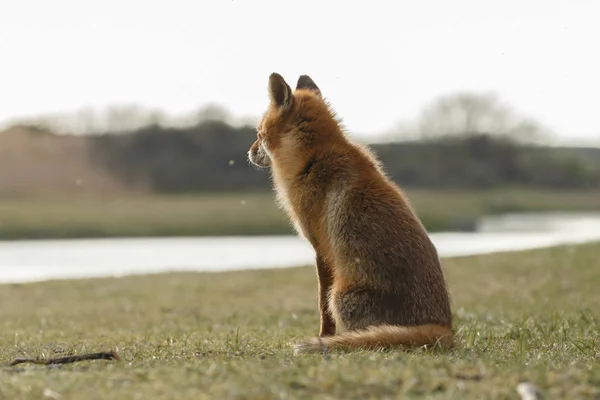 Red Fox vicino al fiume — Foto Stock