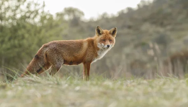 Foto de Fox en el bosque — Foto de Stock
