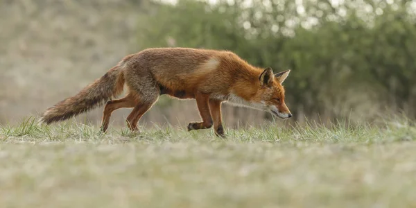 Foto de cerca de Fox —  Fotos de Stock