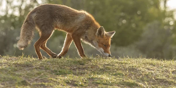 Γκρο πλαν φωτογραφία της αλεπούς — Φωτογραφία Αρχείου