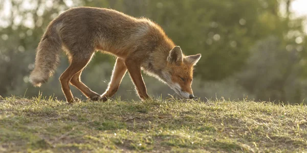 Foto de close-up de Fox — Fotografia de Stock