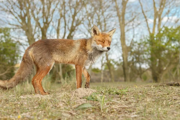 Red Fox yakın çekim fotoğraf — Stok fotoğraf