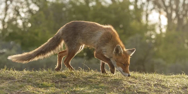 Ormandaki yabani fox — Stok fotoğraf