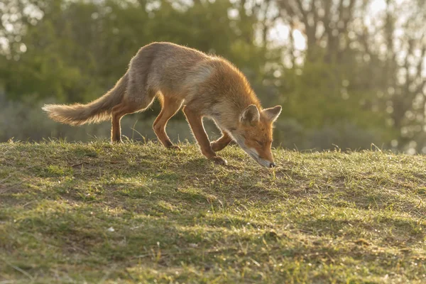 Volpe rossa in natura — Foto Stock