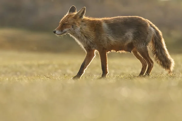 夕日に野生のキツネ — ストック写真