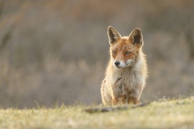 kızıl tilki doğada 