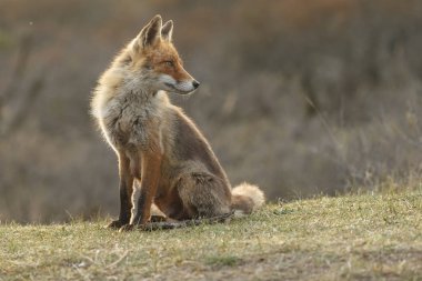 vahşi Fox açık havada