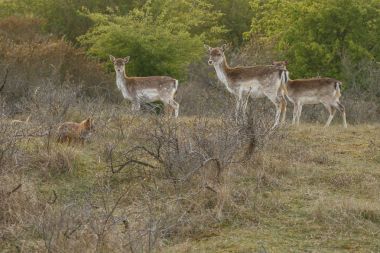 Kızıl Tilki deer ile 