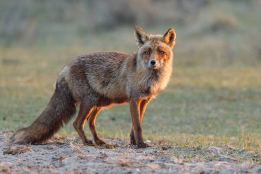 kızıl tilki doğada 