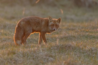Vahşi kızıl tilki