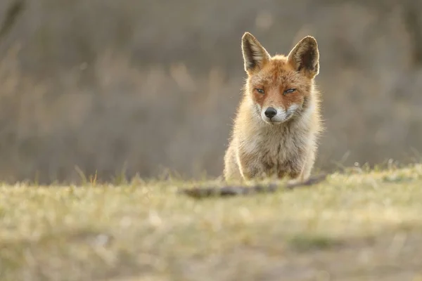Närbild av vilda Fox — Stockfoto