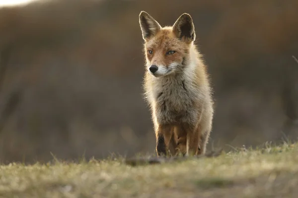 Rotfuchs in der Natur — Stockfoto