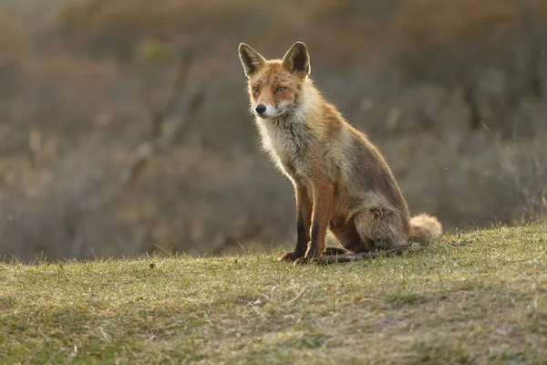 Salvaje Red Fox al aire libre — Foto de Stock