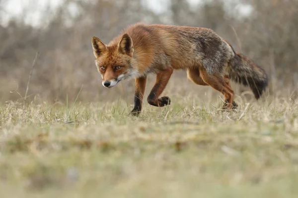 Salvaje Red Fox al aire libre — Foto de Stock