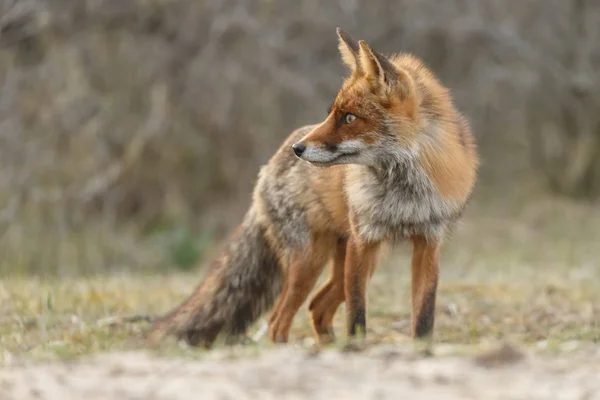 Salvaje Red Fox al aire libre —  Fotos de Stock