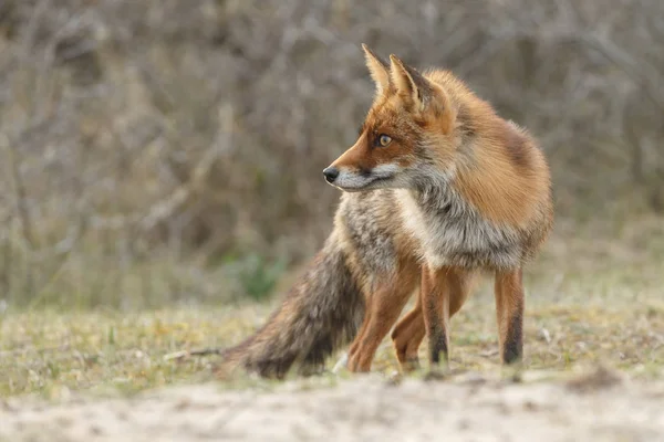 Красный лис в природе — стоковое фото