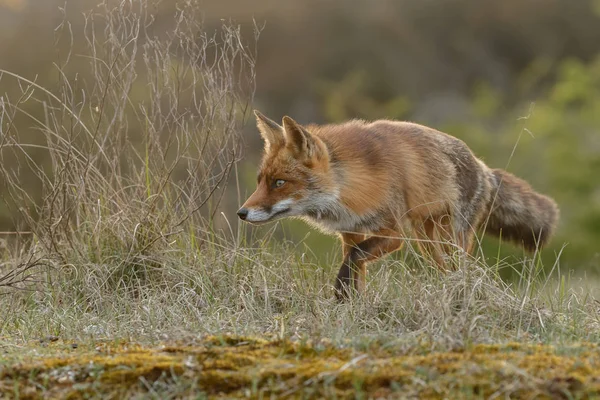 Red Fox utomhus — Stockfoto