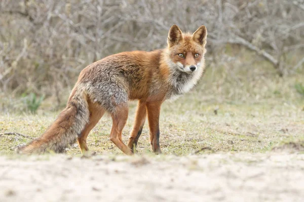 Red Fox venku — Stock fotografie