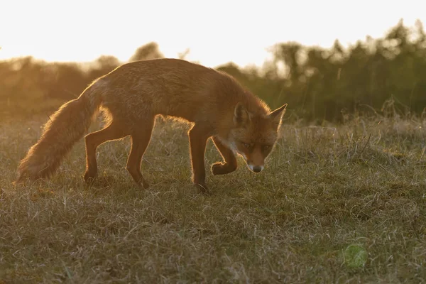 Wild fox in de natuur — Stockfoto
