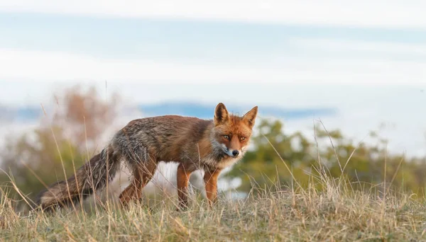 Fox en la naturaleza al atardecer — Foto de Stock