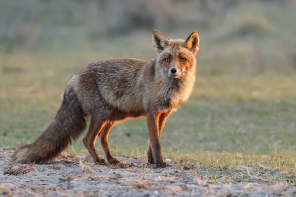 kızıl tilki doğada 