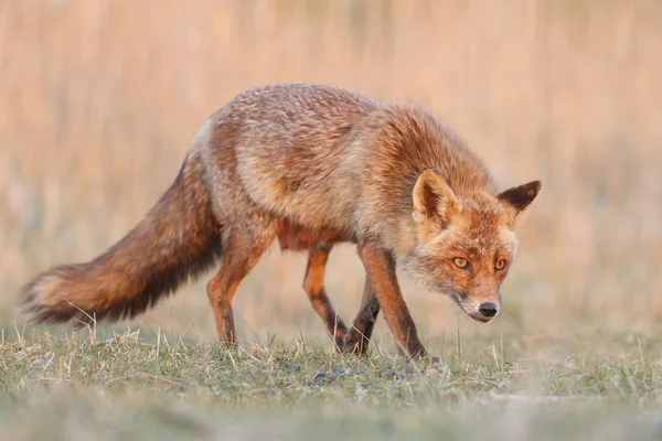 Red Fox na zachód słońca — Zdjęcie stockowe