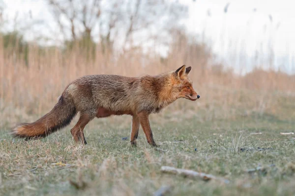 Red Fox all'aperto — Foto Stock