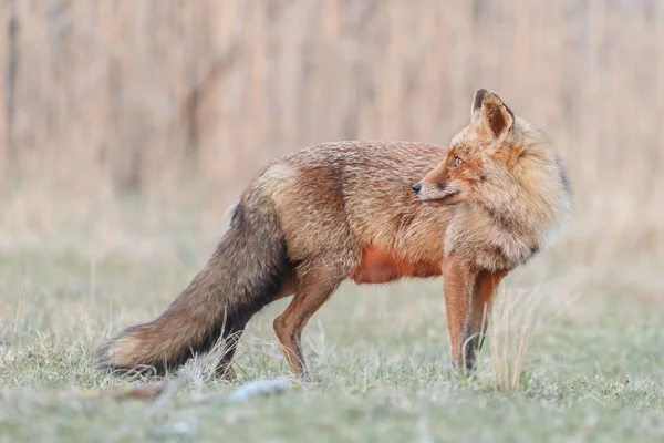 Volpe rossa in natura — Foto Stock