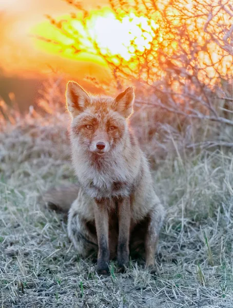 Rotfuchs bei Sonnenuntergang — Stockfoto