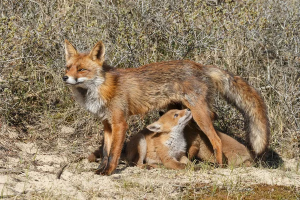 Zorro cachorros amamantando a madre zorro — Foto de Stock