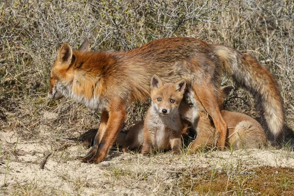 Raposa filhotes mamando em mãe raposa — Fotografia de Stock