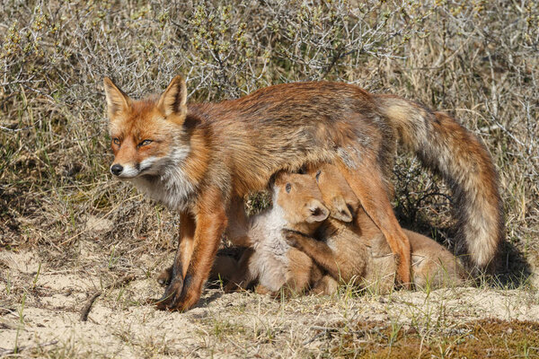 fox cubs suckling at mother fox