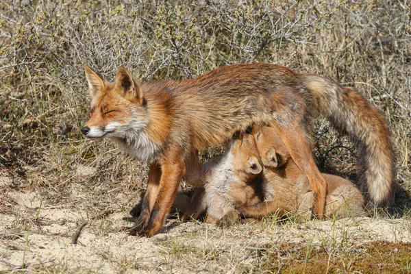 母狐哺乳フォックス カブス — ストック写真