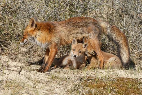 Raposa filhotes mamando em mãe raposa — Fotografia de Stock