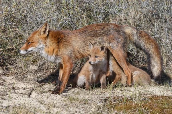 Fox cubs γουρουνόπουλο στο fox μητέρα — Φωτογραφία Αρχείου
