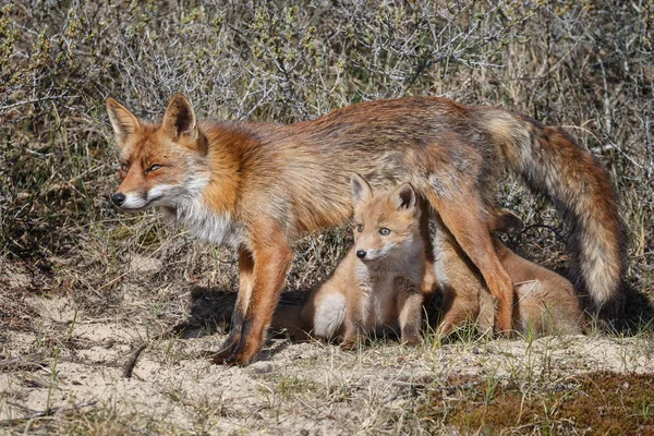 Raposa filhotes mamando em mãe raposa — Fotografia de Stock