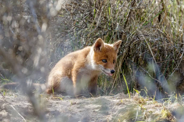 Red fox cub gå på naturen — Stockfoto